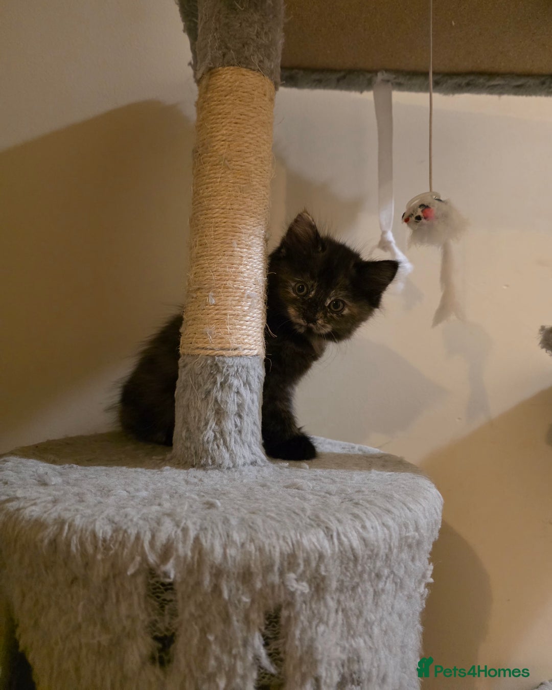 Mixed Breed cats for sale: Adorable longhair and short hair  - Advert 3