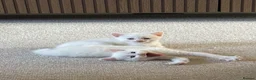 Mixed Breed cats for sale: 2 beautiful white kittens - Advert 9
