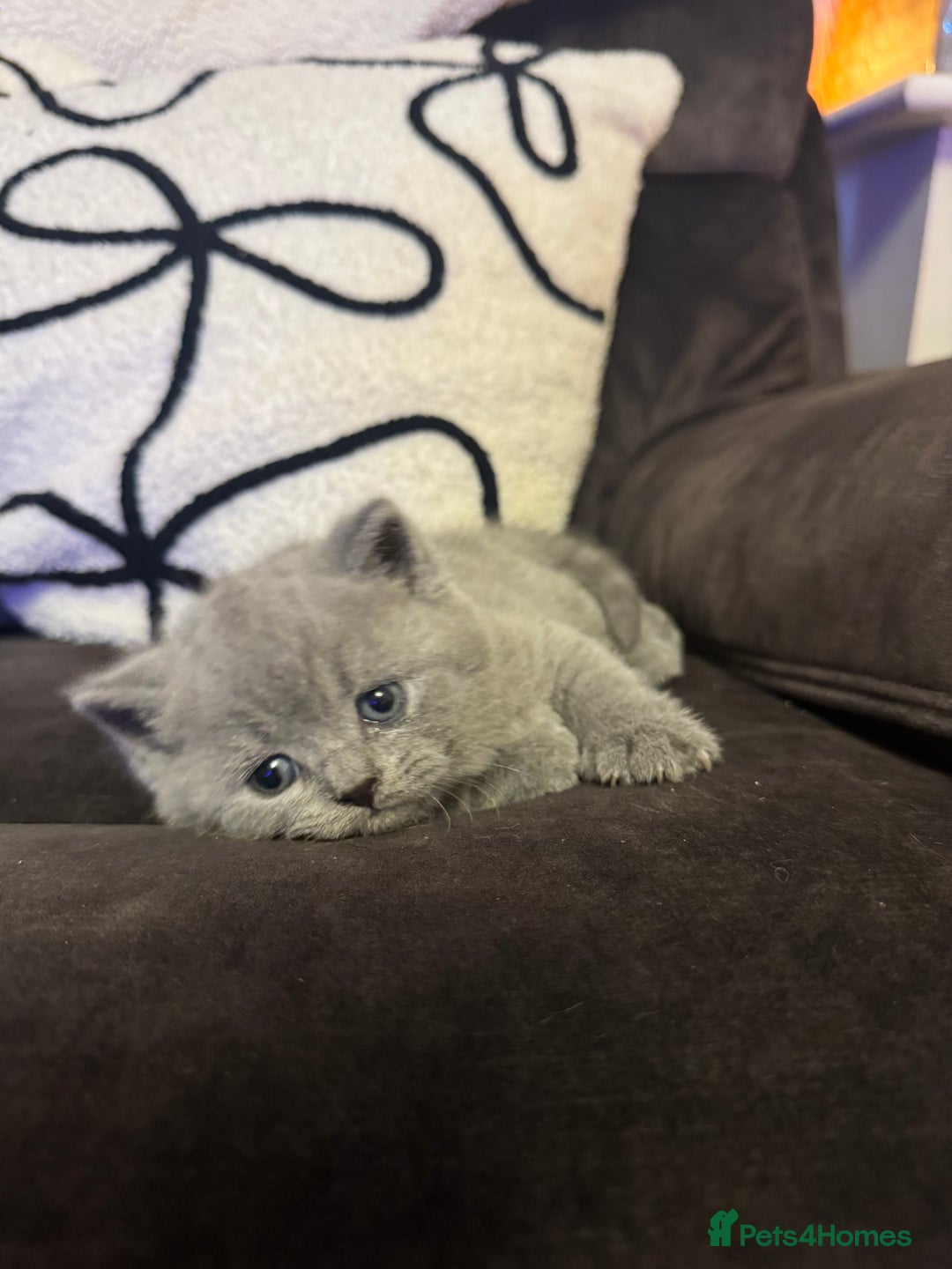 British Shorthair cats for sale: British Shorthair Kittens For Sale - Advert 6