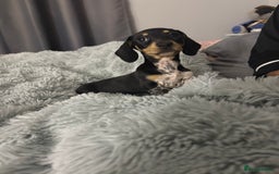 Miniature Dachshund dogs for sale: Four beautiful miniature dachshund girls - Advert 29