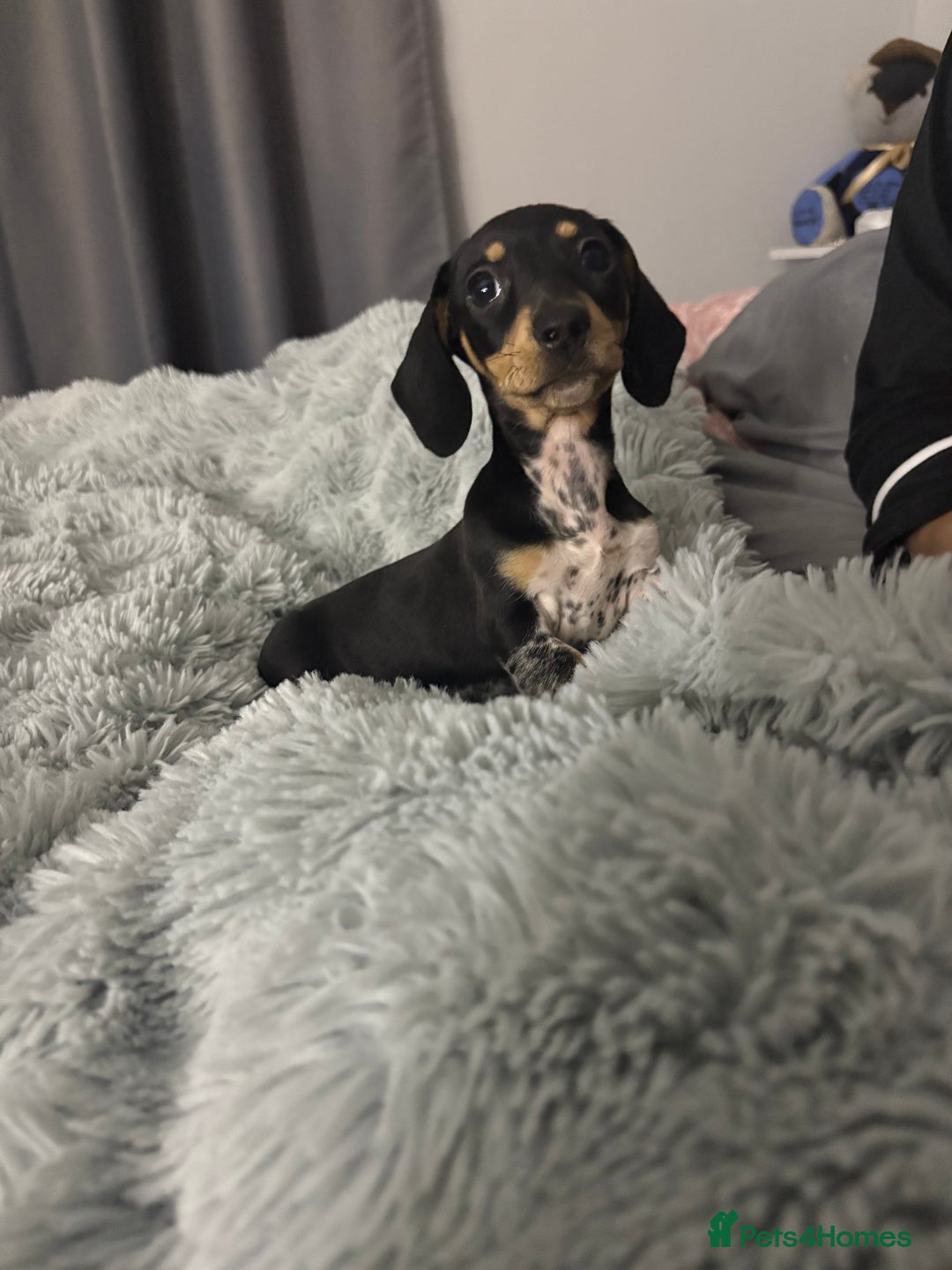 Miniature Dachshund dogs for sale: Four beautiful miniature dachshund girls - Advert 29