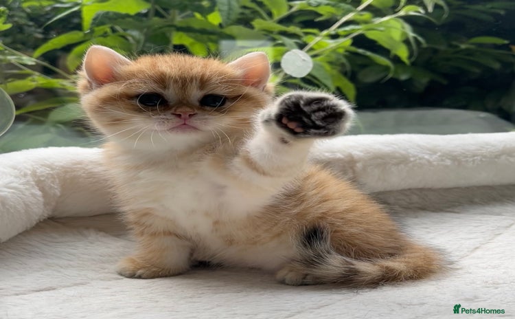 British Shorthair cats - Advert 12