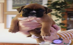 Boxer dogs for sale: KC Boxer Puppies for sale 4 Dogs 2 Bitches - Image 8