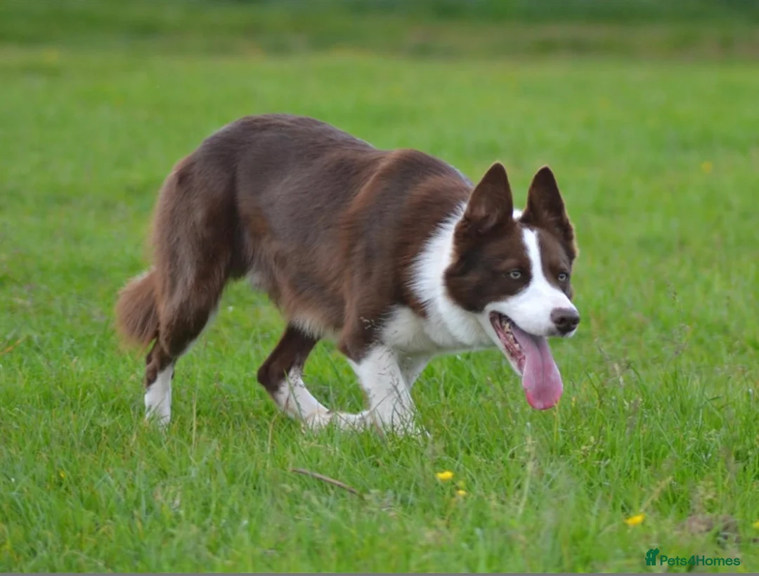 Border Collie dogs for stud: Red & White border collie stud  - Advert 2