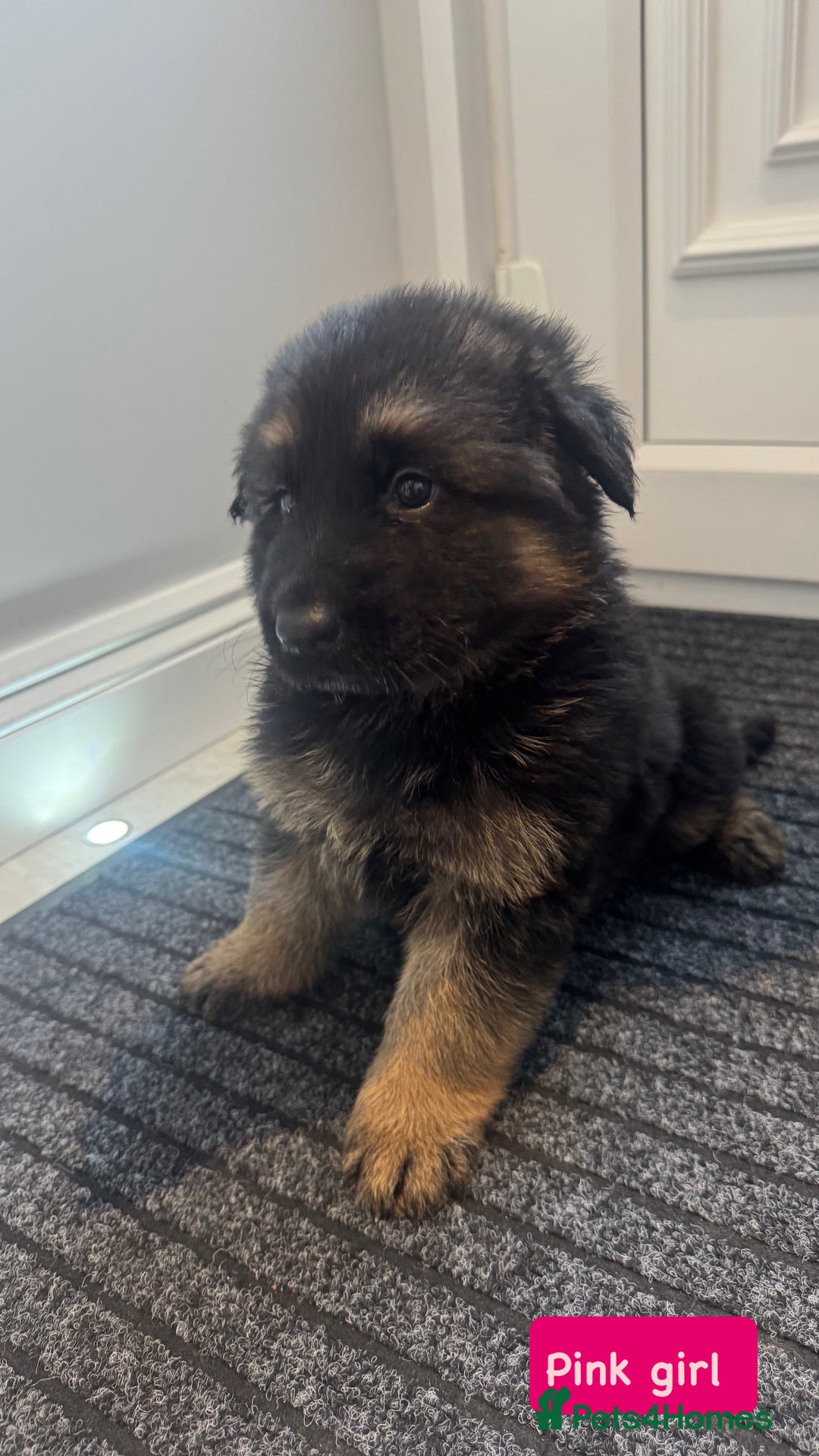 German Shepherd dogs for sale: Long haired German Shepherd puppies - Image 1