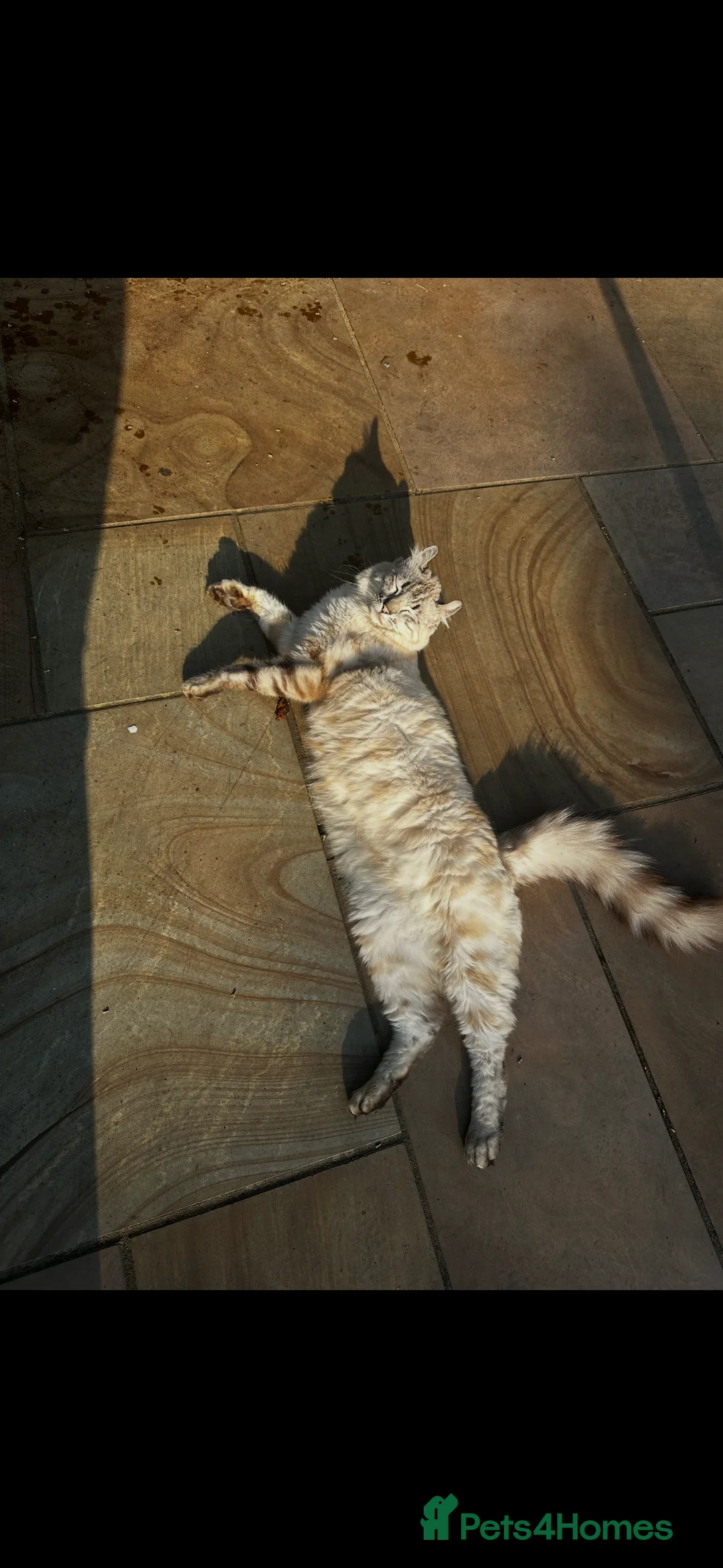 Keetso cats for sale: Enzo the snow leopard Keetso  - Advert 6