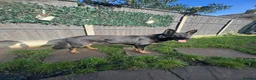 German Shepherd dogs for sale: 3years black n tan male security family guard - Advert 7