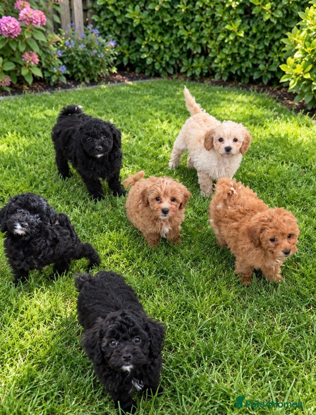 Shihpoo dogs Shih-Tzu Poodle Puppies (SHIHPOO F1b) - Advert 1