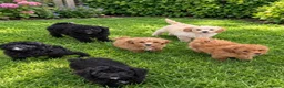 Shihpoo dogs for sale: Shih-Tzu Poodle Puppies (SHIHPOO F1b) - Advert 1