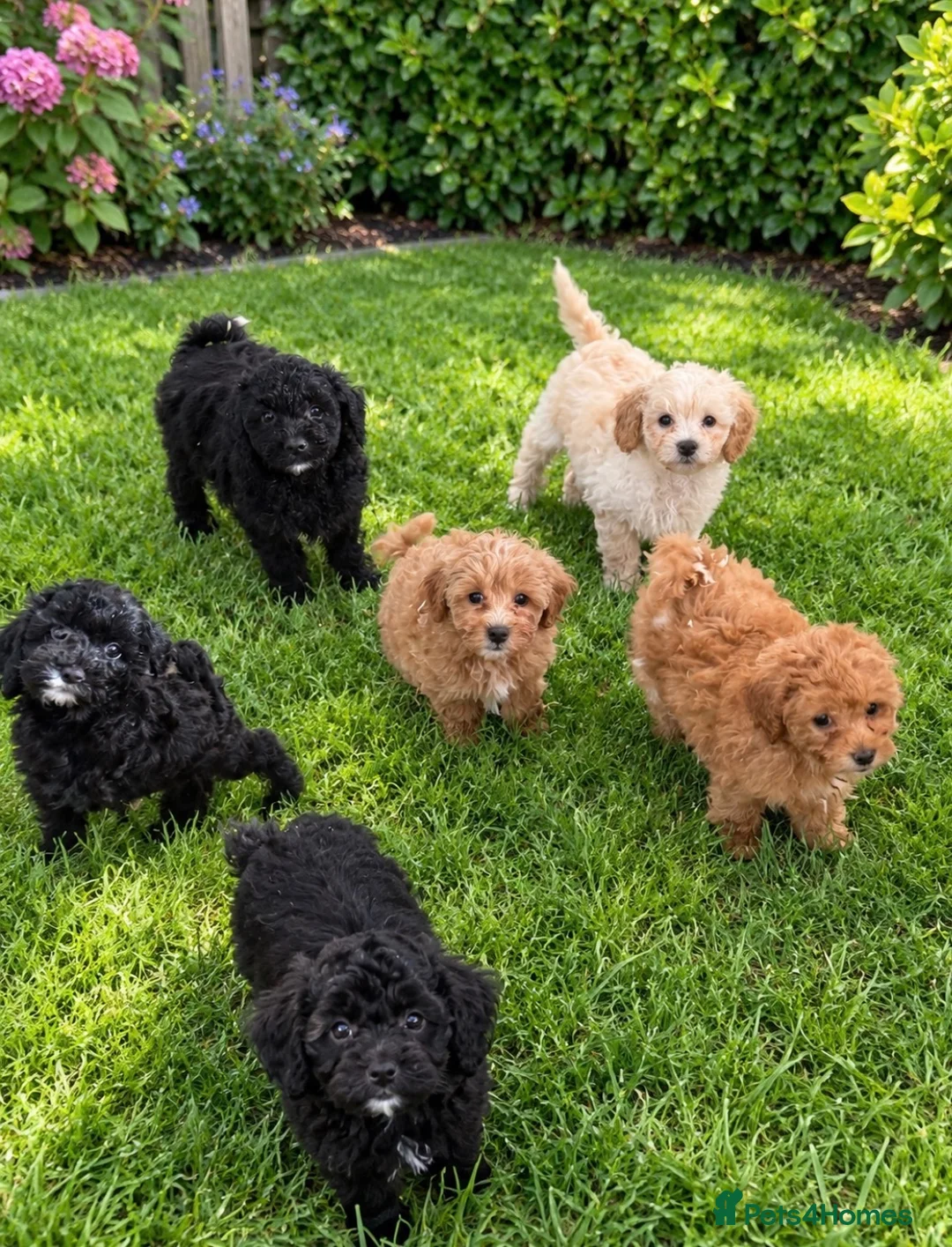 Shihpoo dogs for sale: Shih-Tzu Poodle Puppies (SHIHPOO F1b) - Advert 1