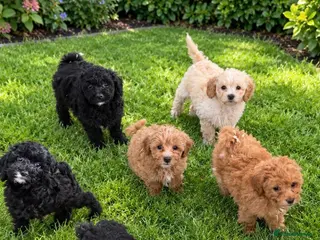 Shihpoo dogs Shih-Tzu Poodle Puppies (SHIHPOO F1b) - Advert 1