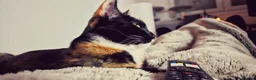 Domestic Shorthair cats for sale: Beautiful Tortie for sale - Advert 3