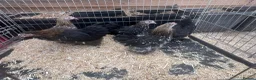 Mixed Breed livestock for sale: Point of lay Pekin hens for sale - read full first - Advert 13