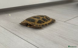 Tortoise reptiles for sale: Horse field tortoise  - Image 1