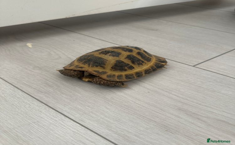 Tortoise reptiles - Advert 2