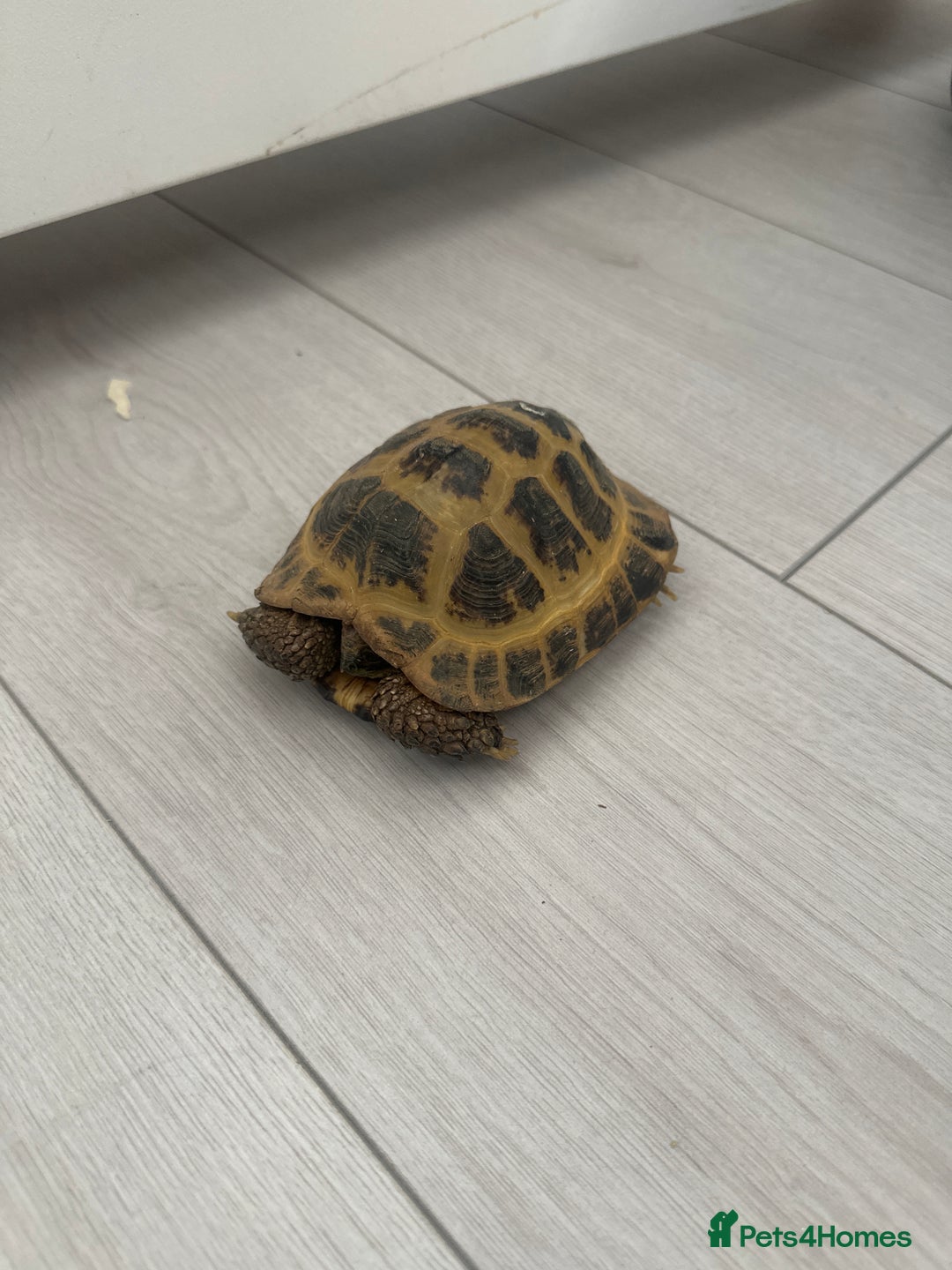 Tortoise reptiles for sale: Horse field tortoise  - Image 1
