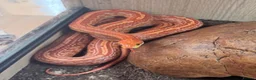 Lizard reptiles for sale: Available Rescues Looking for Their Forever Homes - Advert 5