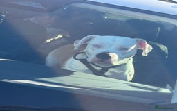 American Bulldog dogs for sale: female american bulldog  - Image 2