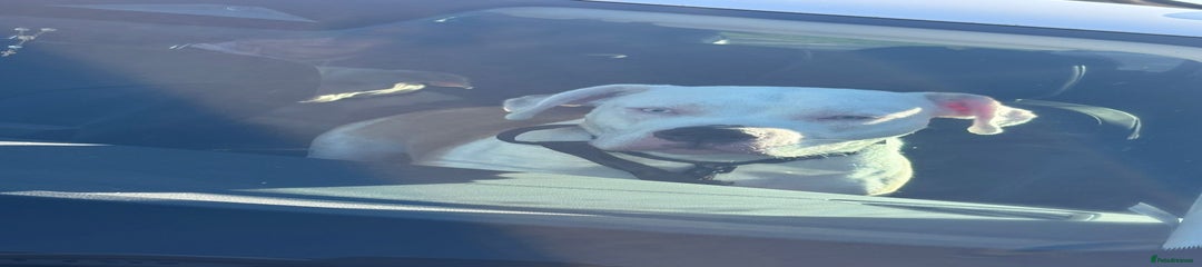 American Bulldog Puppy 1