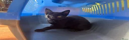 Mixed Breed cats for sale: 2 boys Black Russian  - Advert 4