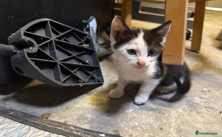 Domestic Shorthair cats - Advert 13