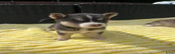 Pomsky dogs for sale: Pomsky puppys in Cardiff - Advert 16