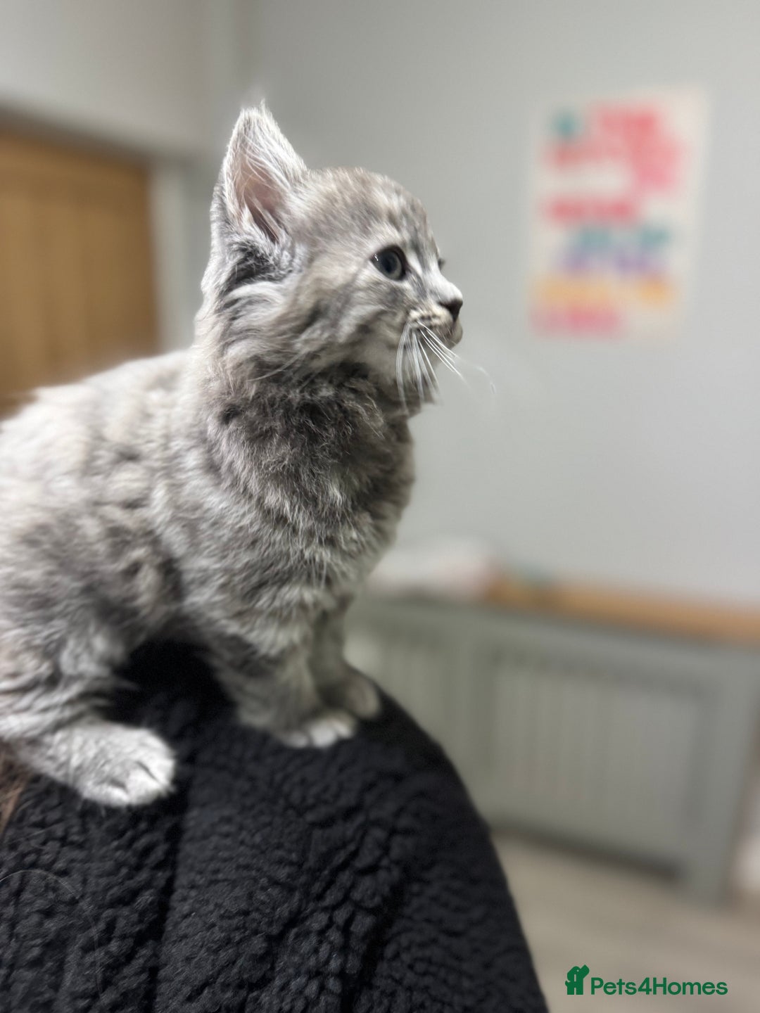 British Longhair cats for sale: Violet 12 week old British long hair/main coon - Advert 2