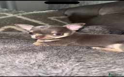 Chihuahua dogs for sale: Small Lilac Chihuahua looking for forever home - Image 3