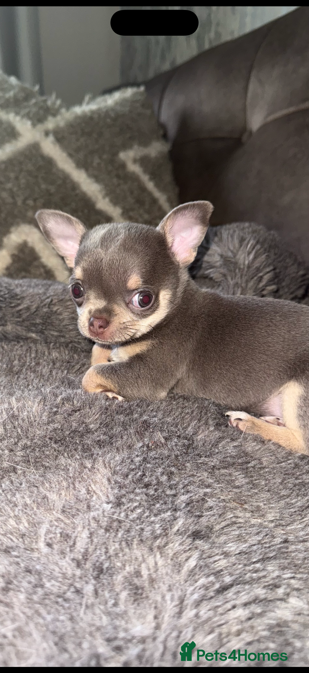 Chihuahua dogs for sale: Small Lilac Chihuahua looking for forever home - Image 3