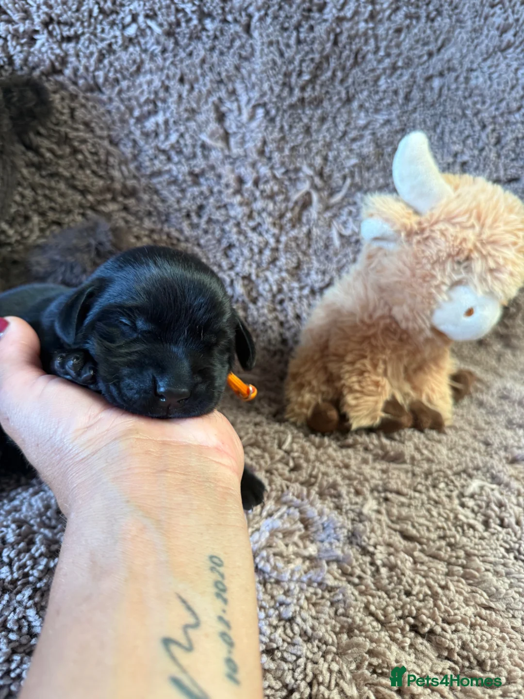 Labrador Retriever dogs for sale: 🐾7 Stunning Labrador Puppy’s 👀 🏡 🐾 - Advert 20