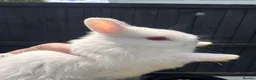 Netherland Dwarf rabbits for sale: Pure bred Netherland Dwarf Bunnies - Advert 9