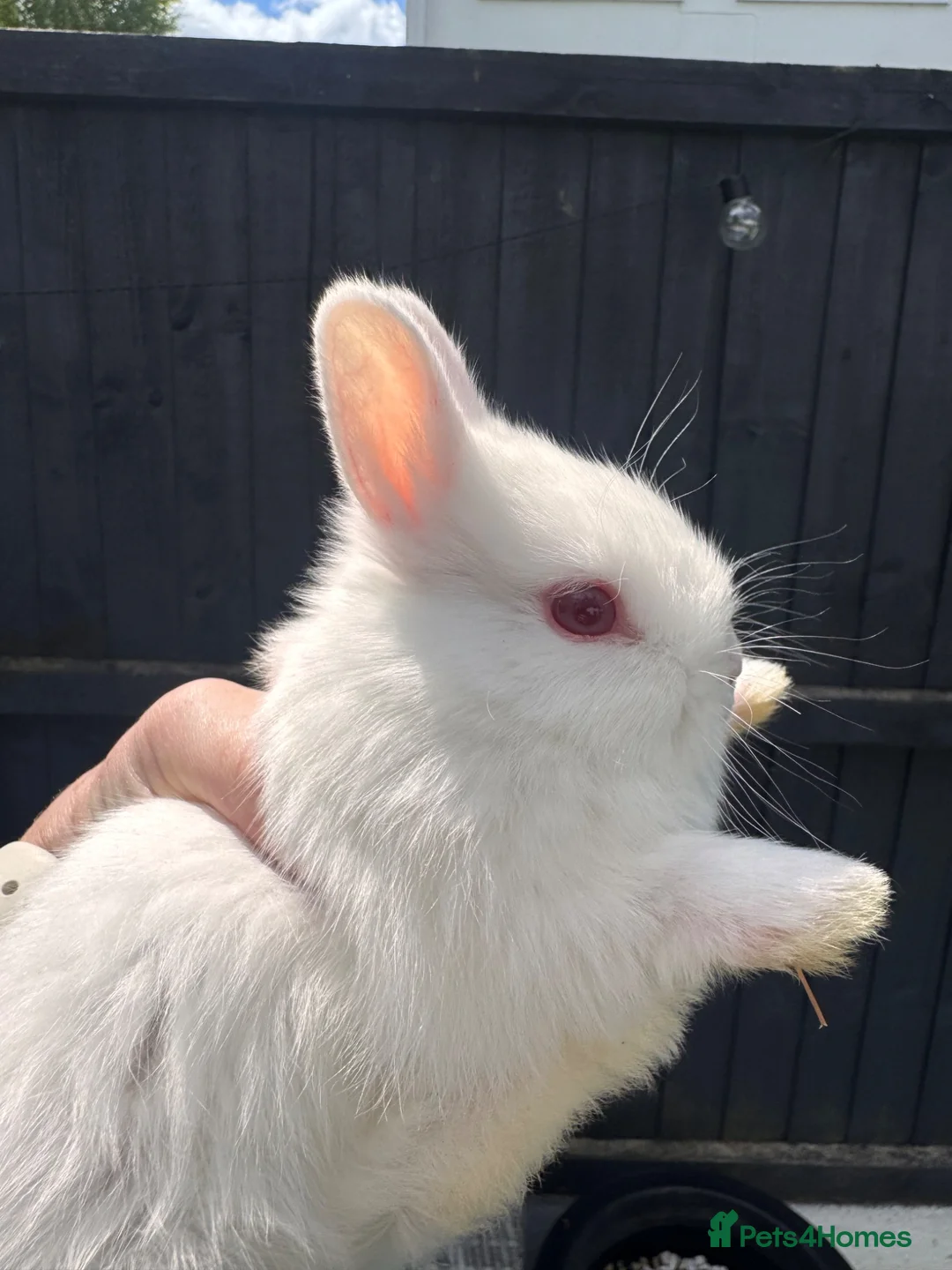 Netherland Dwarf rabbits for sale: Pure bred Netherland Dwarf Bunnies - Advert 9