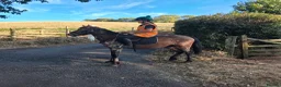 Appaloosa horses for sale: Superstar pony ready to mould. To make avout 14.1h - Advert 1