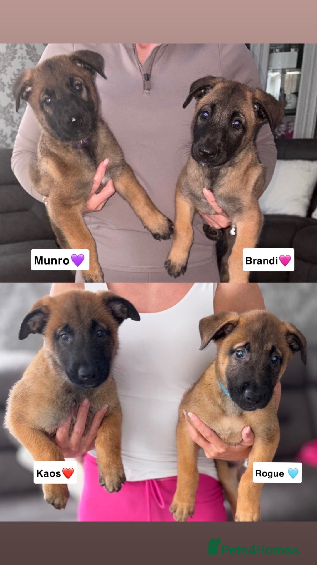 Belgian Shepherd Dog dogs DWKC Registered Belgian Malinois litter  - Advert 3