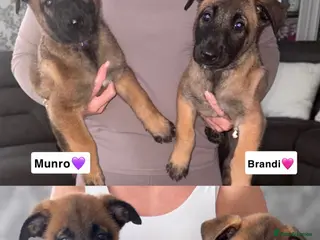 Belgian Shepherd Dog dogs DWKC Registered Belgian Malinois litter - Advert 3
