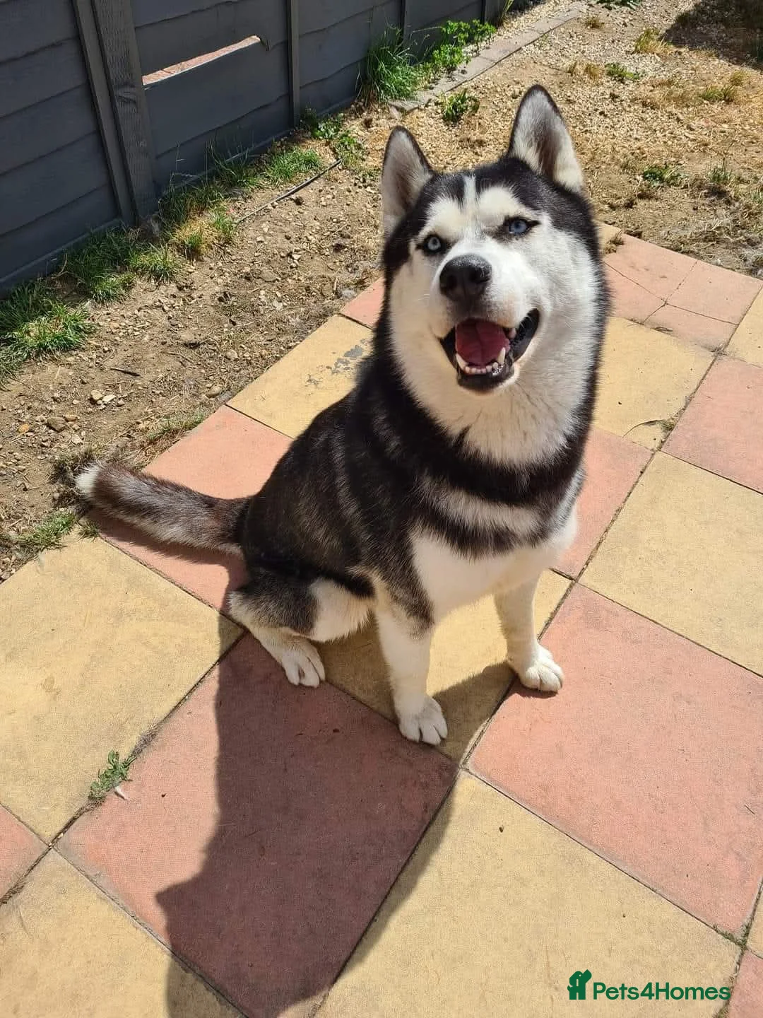 Siberian Husky dogs for sale: 7 Beautiful Siberian husky pups  - Advert 6