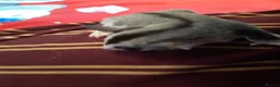 Sugar Glider rodents for sale: Sugar gliders in Salford - Advert 8