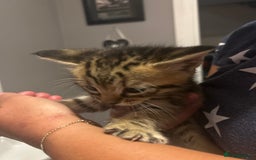 Mixed Breed cats for sale: 15 kittens for sale (4 LEFT REDUCED)  in Hassocks - Image 18