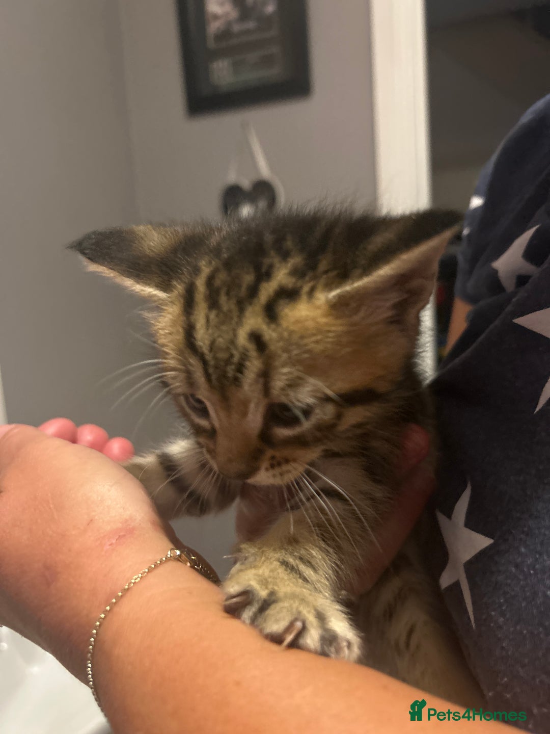 Mixed Breed cats for sale: 15 kittens for sale (4 LEFT REDUCED)  in Hassocks - Image 18
