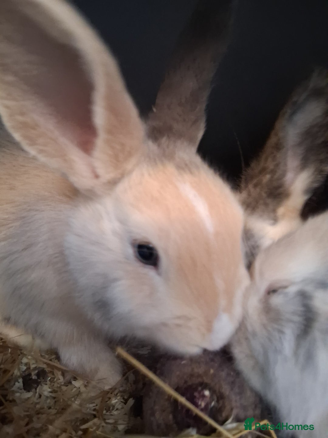 English Lop rabbits for sale: Mum and daughter and 3bucks for sale - Advert 4