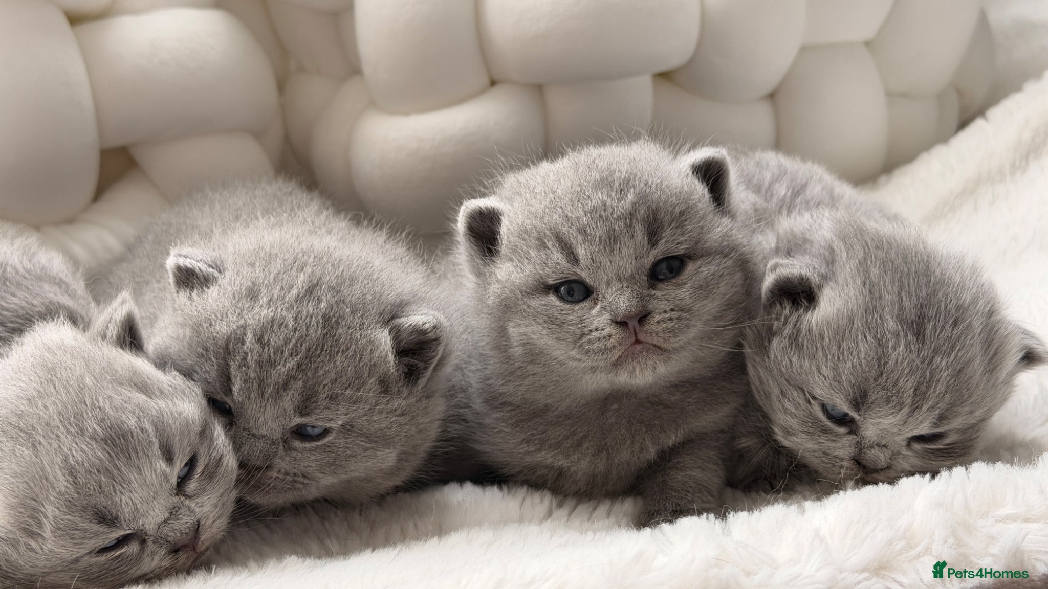 British Shorthair cats BRITISH BLUE KITTENS FROM CHAMPIONS LINE 🏆 - Advert 1