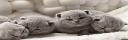 British Shorthair cats for sale: Exception quality,Champion bloodlines GCCF/TICA🏆 - Advert 6