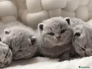 British Shorthair cats BRITISH BLUE KITTENS FROM CHAMPIONS LINE 🏆 - Advert 14