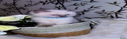 Ragdoll cats for sale: Pure Blue Point Ragdoll Kittens  - Advert 14