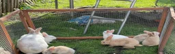 Mini Lop rabbits for sale: X5 Mini Lop Bunnies in Wednesbury - Advert 19