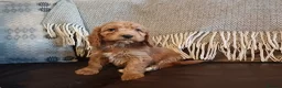 Cockapoo dogs for sale: Cockapoo puppies for sale - Advert 33