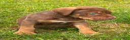 Bandog dogs for sale: BANDOG MASTIFF PUPPIES, TOP EUROPEAN WORKING BLOOD - Advert 16