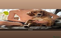 Mixed Breed dogs for sale: Beautiful Sprizla Puppies  - Image 18