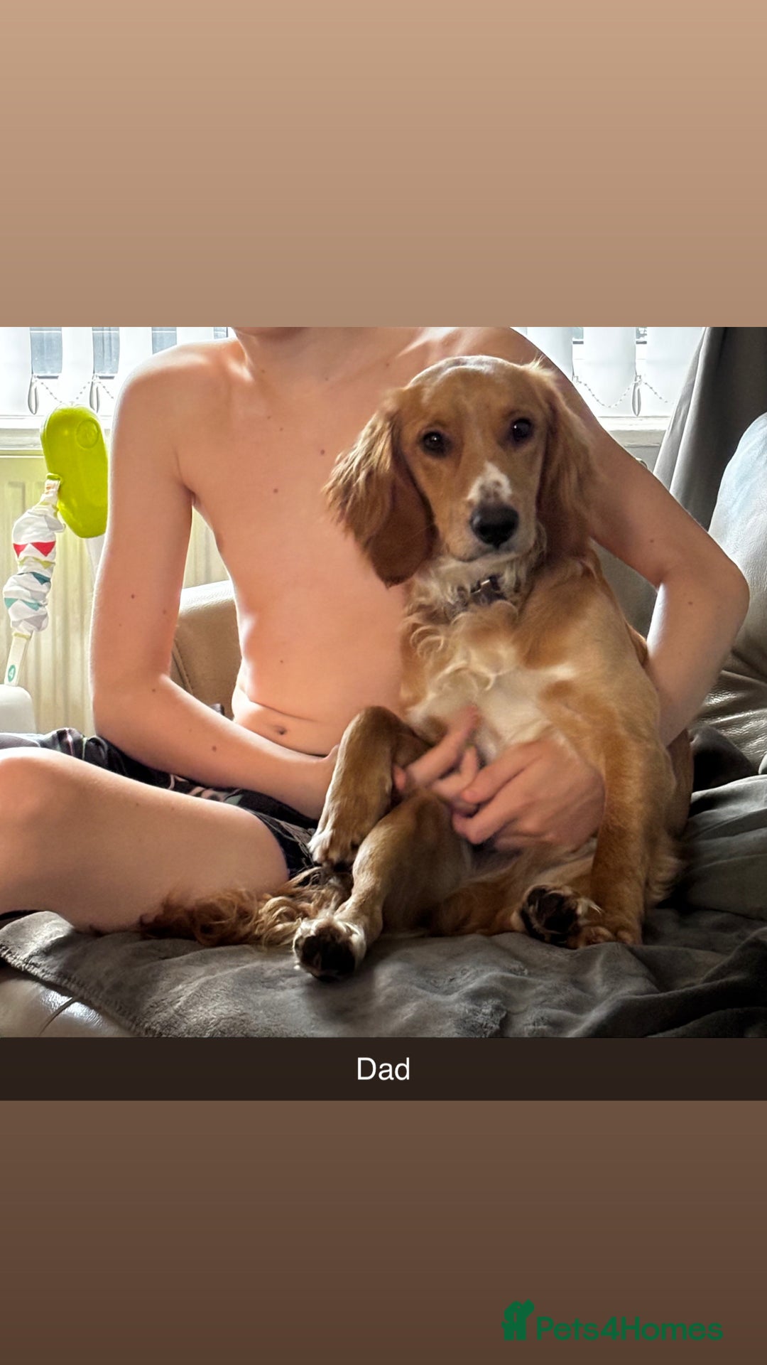Mixed Breed dogs for sale: Beautiful Sprizla Puppies  - Image 18