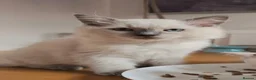 Ragdoll cats for sale: Beautiful Ragdoll Kittens available now - Advert 28